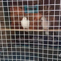 کپوت|پرنده|جالق, |دیوار