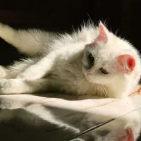 فروش گربه سفید پرشین کلاسیک