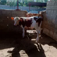 خرید و فروش گوساله
