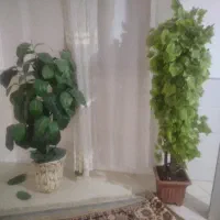 منزل استیجاری