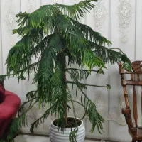 گل طبیعی کاج مطبق یزد