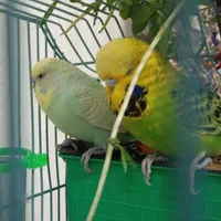 جفت مرغ عشق انگلیسی با قفس