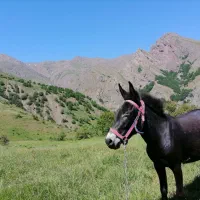 حیوان اهلی|حیوانات مزرعه|مرزنآباد, |دیوار