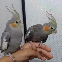 عروس هلندی، کبوتر ، طوطی ملنگو