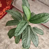 گل دیفن باخیا|گل و گیاه طبیعی|اردبیل, |دیوار