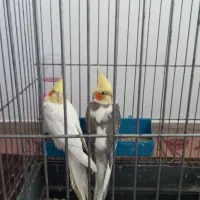 عروس هلندی