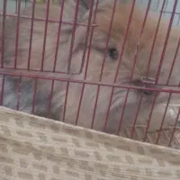 خرگوش|موش و خرگوش|تبریز, |دیوار