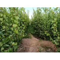 نهالستان زردآلو عسگرآبادسبز برپایه آلوچه وحشی