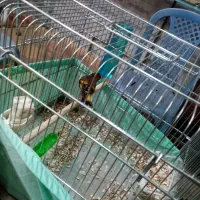 سهره قناری نر بخون|پرنده|ارومیه, |دیوار