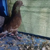 کبوترکلی|پرنده|بندر گناوه, |دیوار