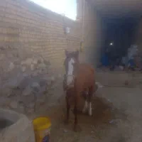 مادیون|اسب و تجهیزات اسب‌سواری|الیگودرز, |دیوار