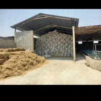 گاوداری100راسی