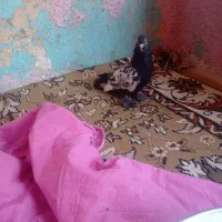 کبوتر|پرنده|شیراز, دروازه اصفهان|دیوار