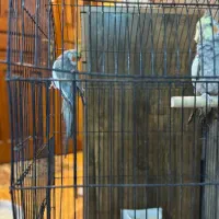 دو تا عروس هلندی نر شیطون|پرنده|مشهد, آزادشهر|دیوار