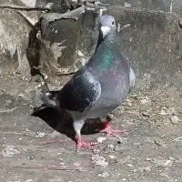 المانی مسافتی|پرنده|مینودشت, |دیوار