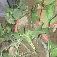 گیاه پتوس|گل و گیاه طبیعی|لنجان, |دیوار