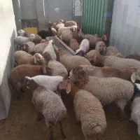 گوشت گوسفندی  کشتار روز|خوردنی و آشامیدنی|شیروان (خراسان), |دیوار