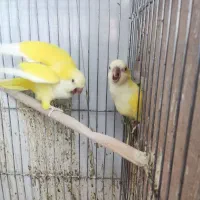 راهب لوتینو مولد