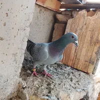 کبوتر مسافتی