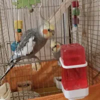 طوطی|پرنده|فردیس, قریشی|دیوار