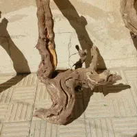خریدار چوب انگور