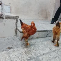 سه تا مرغ پرپا امپراتور|حیوانات مزرعه|مشهد, ایثار|دیوار