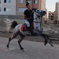 فروش|اسب و تجهیزات اسب‌سواری|اصفهان, رهنان|دیوار