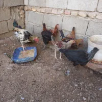 جوجه محلی