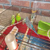 سه تا مرغ عشق زیبا