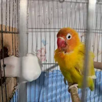 طوطی برزیلی جفت مولد