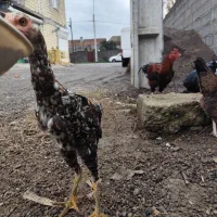 جوجه مرغ و خروس|حیوانات مزرعه|رشت, شهرک صبا|دیوار