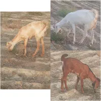 فروش کهره
