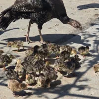 بوقلمون جوجه دار خروس مرغ لاری