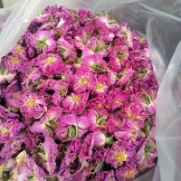 گل محمدی