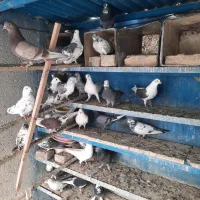 کبوتر اصیل تهرانی