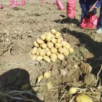 اکیپ سیب بار زدن