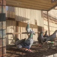 کفتر|پرنده|مشهد, کوی المهدی|دیوار