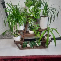 گل گلدان|گل و گیاه طبیعی|شیراز, کوشک میدان|دیوار