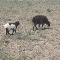 میش زایده