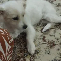 فروش سگ قیمت دو میلیون(20/000/000)|سگ|تبریز, |دیوار