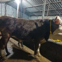 گاو)گوساله)سیمیتال اصیل قرمز