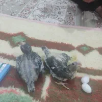 بچه عروس هلندی