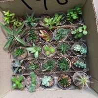 پک کاکتوس سایز ۶ و ۸ انواع گل و ساکولنت زامفولیا|گل و گیاه طبیعی|مشهد, الهیه|دیوار