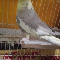 عروس و ملنگو