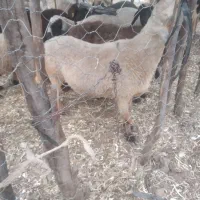 قوچ بدون شاخ چاق و هیکلی
