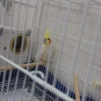 عروس هلندی نر و ماده