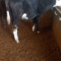 ۷راس گوسا له های سیمینتال نر وماده|حیوانات مزرعه|فرمهین, |دیوار