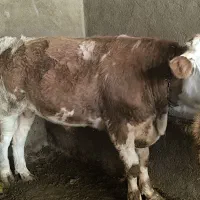 گوساله نر و ماده|حیوانات مزرعه|لالجین, |دیوار