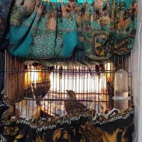 بلدرچین آواز خوان