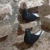 جفت زاغ دم سفید|پرنده|دورود, |دیوار